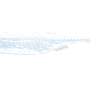 KRAKEN SHAD -003-BLUE PEARL.png